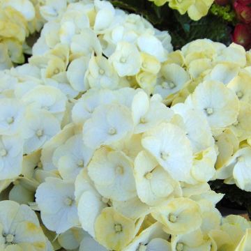 Hortensia macrophylla Caipirinha - Hydrangea