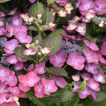 Hortensia macrophylla Dark Angel Purple - Hydrangea