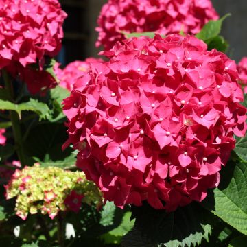 Hortensia macrophylla Deutschland - Hydrangea