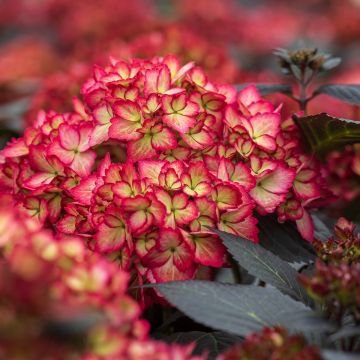 Hortensia macrophylla Eclipse - Hydrangea