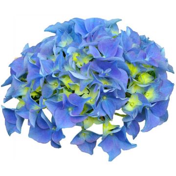 Hortensia macrophylla Early Blue - Hydrangea