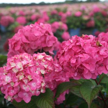 Hortensia macrophylla Endless Summer Bloomstar - Hydrangea