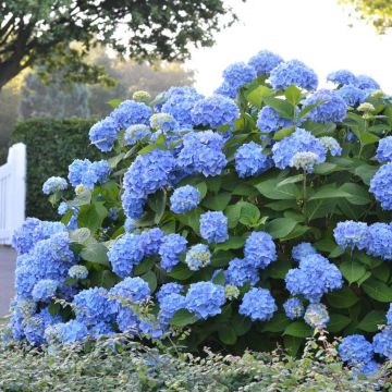 Hortensia macrophylla Endless Summer The Original Blue - Hydrangea