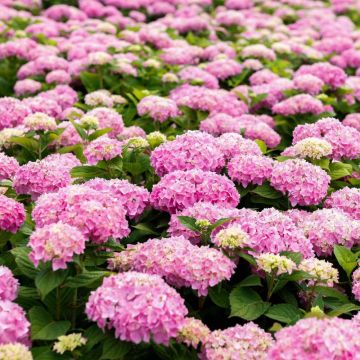 Hortensia macrophylla Endless Summer The Original Pink - Hydrangea