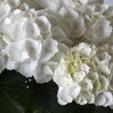 Hortensia - Hydrangea macrophylla Everbloom White Wonder