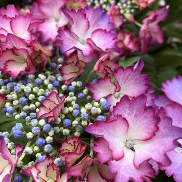 Hortensia macrophylla Rendez-Vous French Cancan - Hydrangea