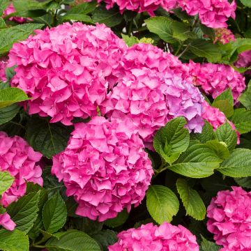 Hortensia macrophylla Freudenstein (ScP) - Hydrangea