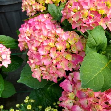 Hortensia - Hydrangea macrophylla Gräfin Cosel