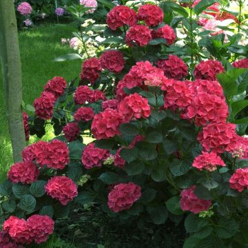 Hortensia macrophylla Julisa - Hydrangea