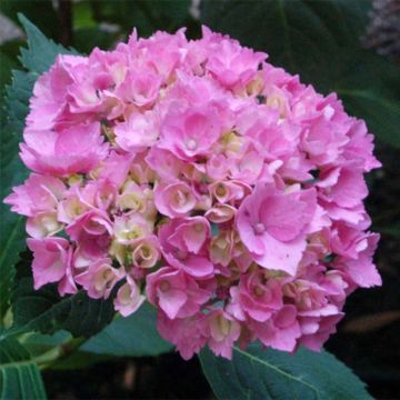 Hortensia macrophylla La Marne - Hydrangea