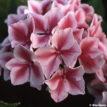 Hortensia macrophylla Lady Nobuko - Hydrangea