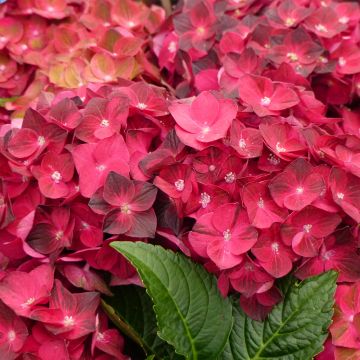 Hortensia macrophylla Magical Ruby Tuesday - Hydrangea