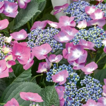 Hortensia macrophylla Mousmee - Hydrangea