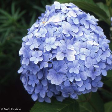 Hortensia macrophylla Mousseline - Hydrangea