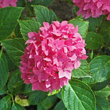 Hortensia macrophylla Pia - Hydrangea