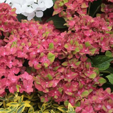 Hortensia macrophylla Schloss Wackerbarth - Hydrangea