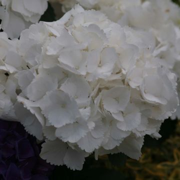 Hortensia macrophylla Schneeball - Hydrangea