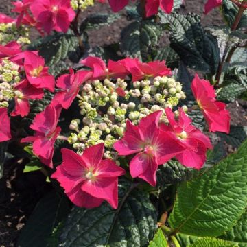 Hortensia macrophylla Flair & Flavours Strawberry n Cream - Hydrangea