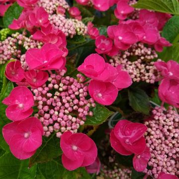 Hortensia macrophylla Teller Red - Hydrangea