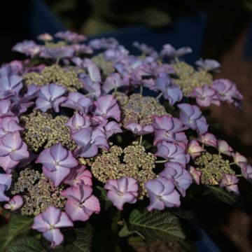 Hortensia macrophylla Tiffany - Hydrangea