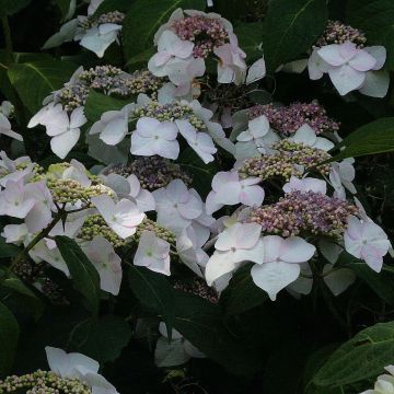 Hortensia macrophylla Veitchii - Hydrangea