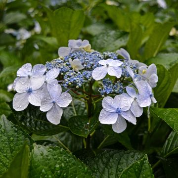 Hortensia macrophylla Blue wave - Hydrangea