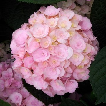 Hortensia macrophylla You and Me Love - Hydrangea