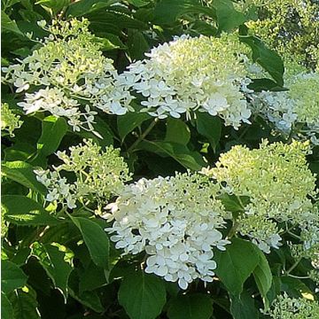 Hortensia paniculata Bombshell - Hydrangea paniculata