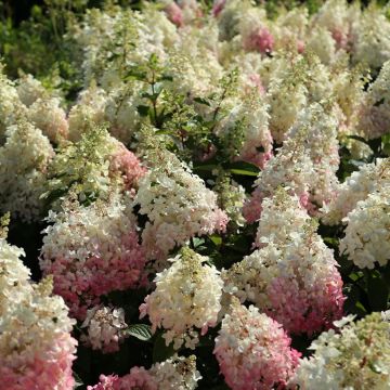 Hydrangea paniculata 'HPOPR013’ CANDLELIGHT® - Panicle hydrangea, Peegee hydrangea