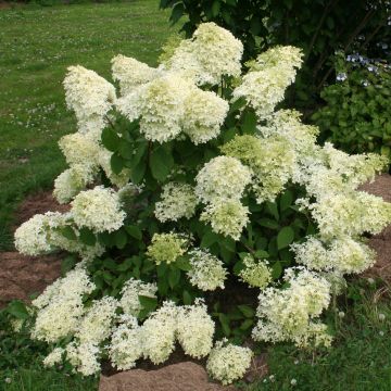 Hortensia paniculata Dentelle De Gorron - Hydrangea paniculata