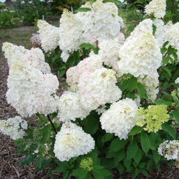 Hortensia paniculata Diamantino - Hydrangea paniculata