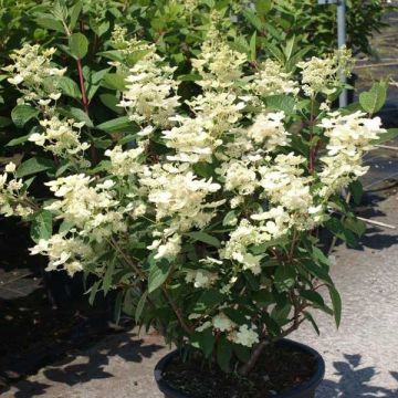 Hortensia paniculata Early Sensation - Hydrangea paniculata