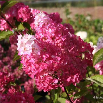 Hortensia paniculata Fraise Melba - Hydrangea