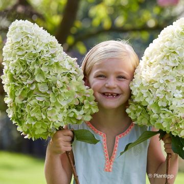 Hortensia paniculata Hercules - Hydrangea