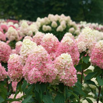 Hortensia paniculata Limelight Prime - Hydrangea paniculata