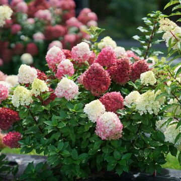 Hortensia paniculata Little Lime Punch - Hydrangea paniculata