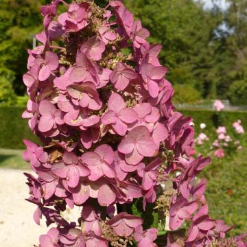 Hortensia paniculata Mega Mindy - Hydrangea paniculata