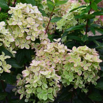 Hortensia paniculata Pastelgreen - Hydrangea paniculata