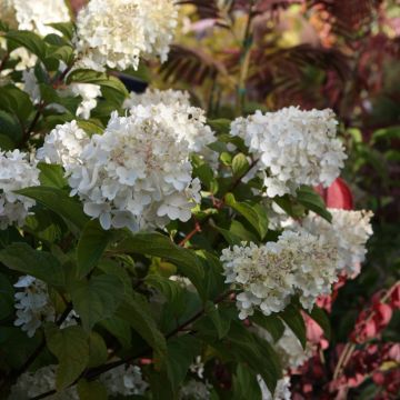 Hortensia paniculata Silver Dollar - Hydrangea paniculata