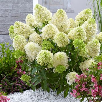 Hortensia paniculata Skyfall - Hydrangea paniculata