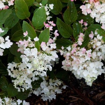 Hortensia paniculata White Diamond - Hydrangea paniculata