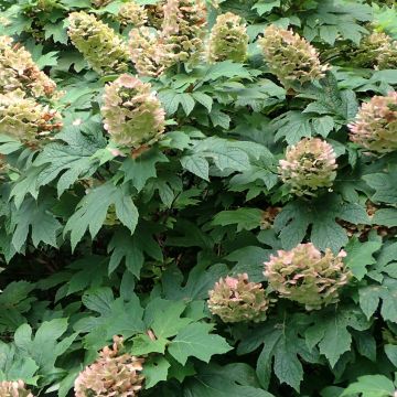 Hortensia quercifolia Jetstream - Hortensia de hoja de roble