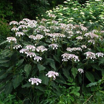 Hortensia aspera subsp.sargentiana - Hydrangea