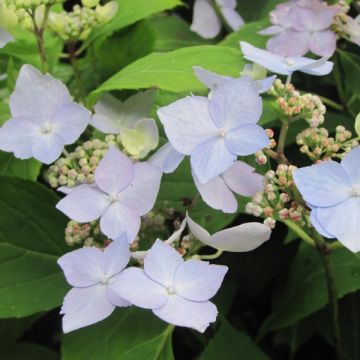 Hortensia serrata Blue Deckle - Hydrangea