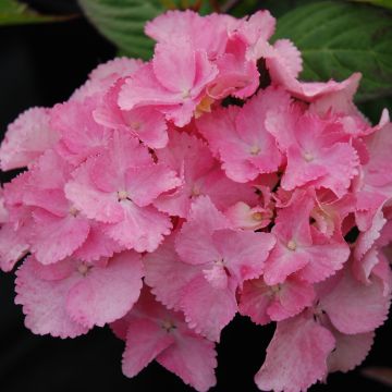 Hortensia serrata Cap Sizun - Hydrangea