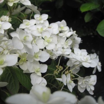 Hortensia serrata Hakucho - Hydrangea