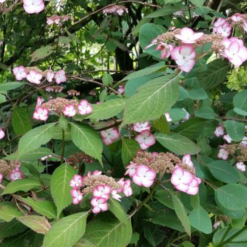 Hortensia serrata Kiyosumi - Hydrangea