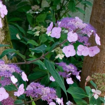 Hydrangea serrata Oamacha - Hydrangea