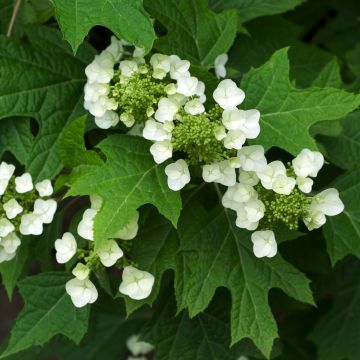 Hortensia quercifolia Bultinks Giant Flowers - Hortensia de hoja de roble