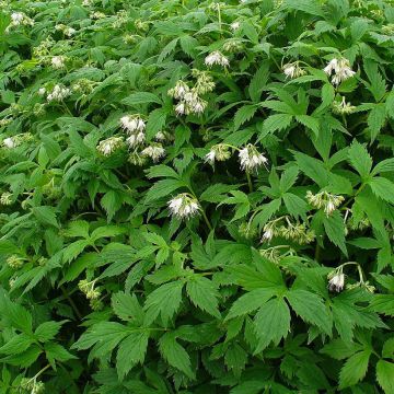 Hydrophyllum virginianum